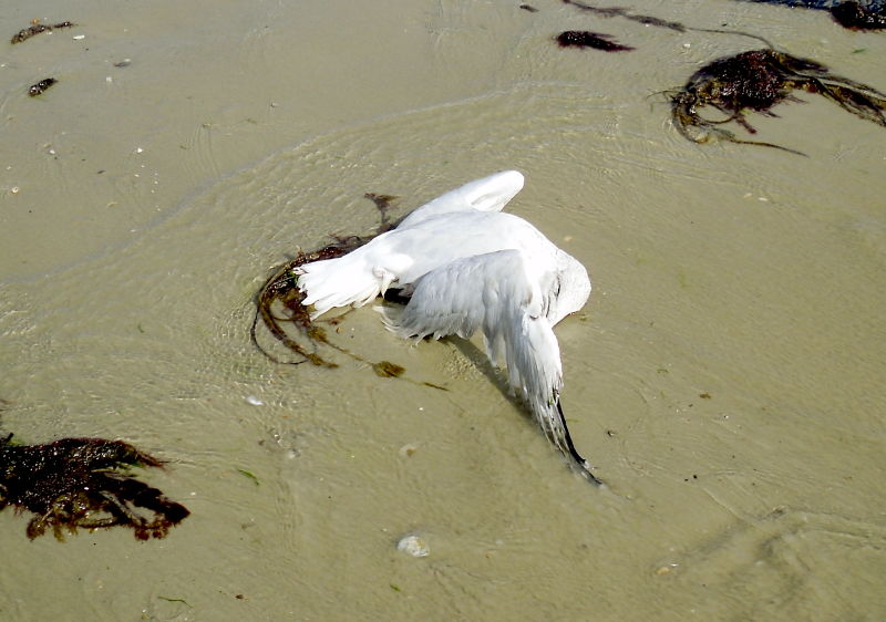 Dead Seagull