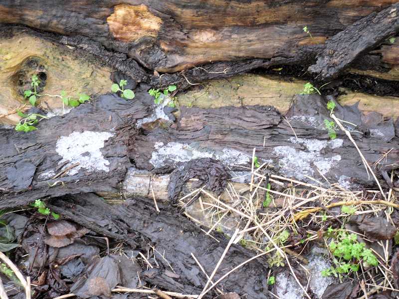 The last remains of the recent snow and frost