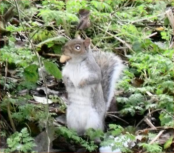 squirrel eating a nut