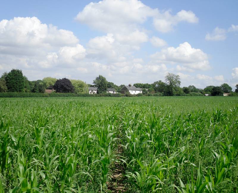 Path through maize field