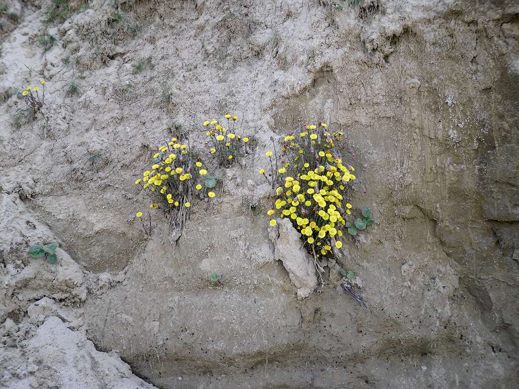 Hardy plants clinging to the cliff face