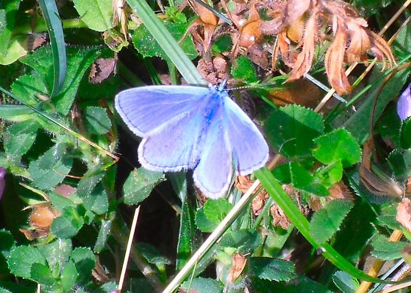 Common Blue or Chalkhill Blue butterfly
