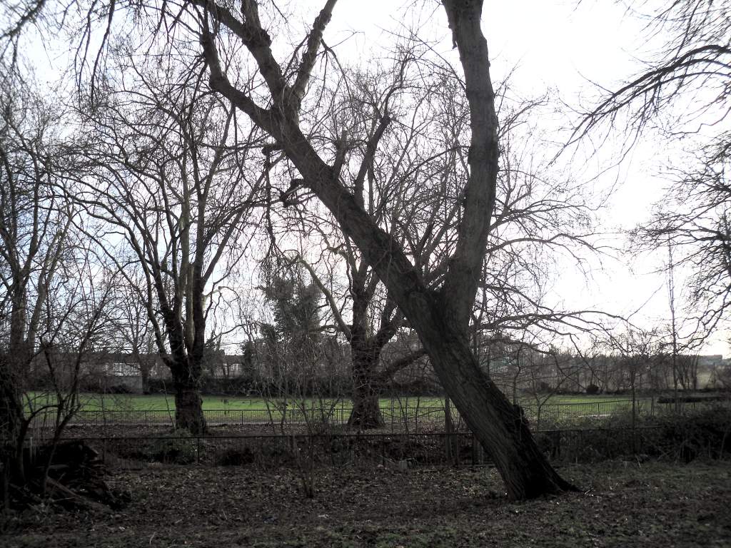 Tree at an Alarming angle