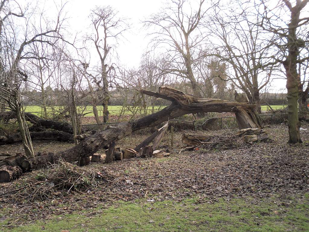 Fallen tree