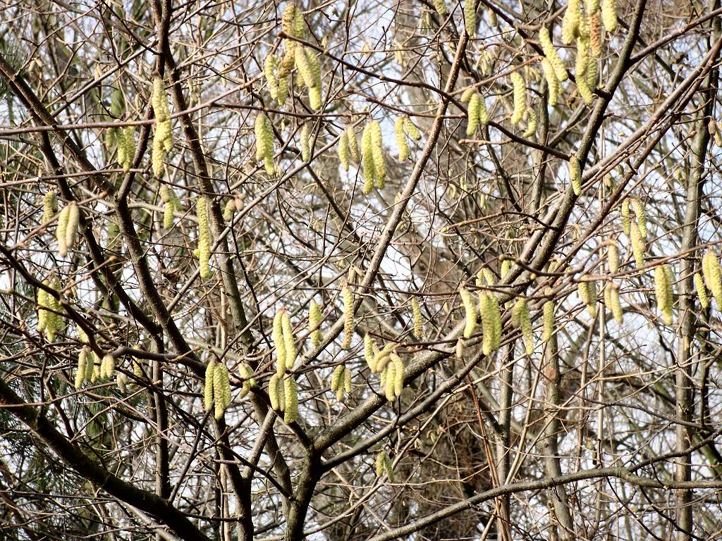 First signs of life - catkins