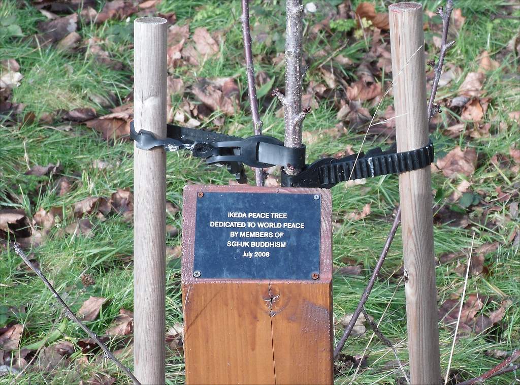 Ladywell fields peace tree