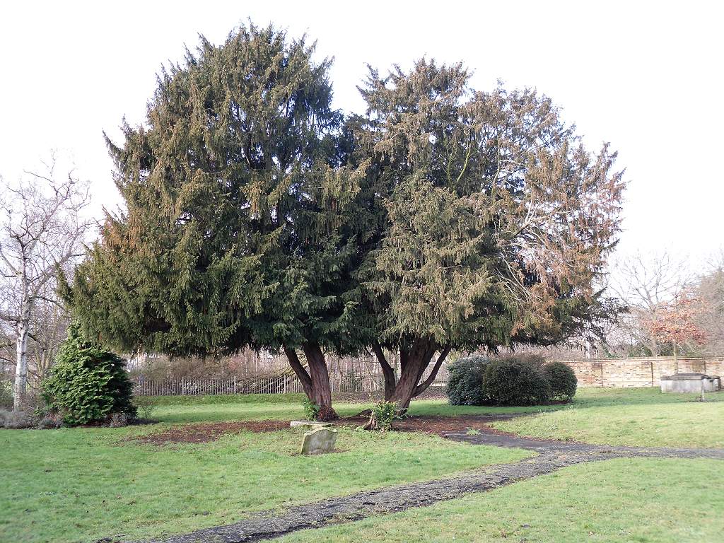 Two yew trees