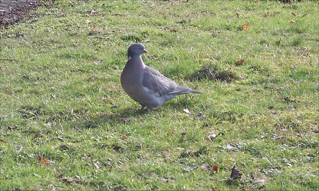 Pigeon