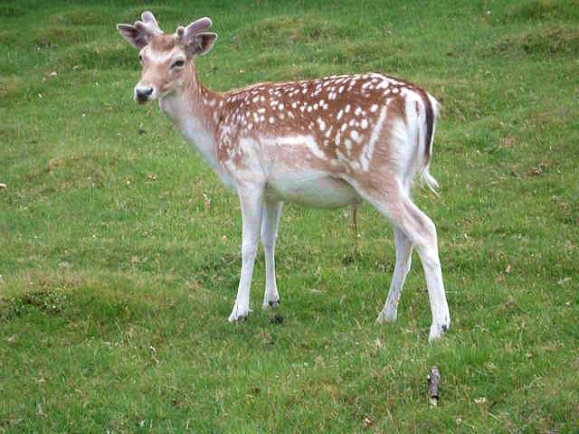 Deer in Knole park