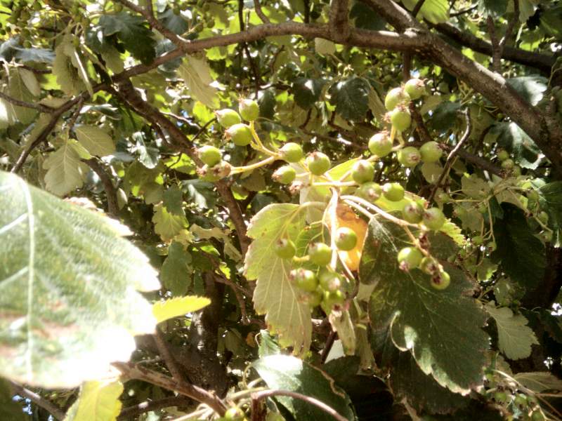 unripe berries on a tree