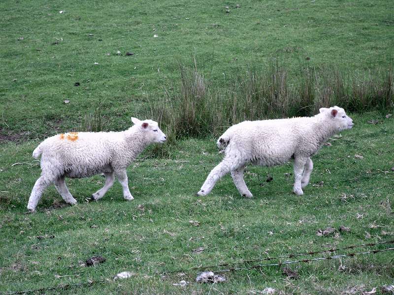 two cute lambs near Rye