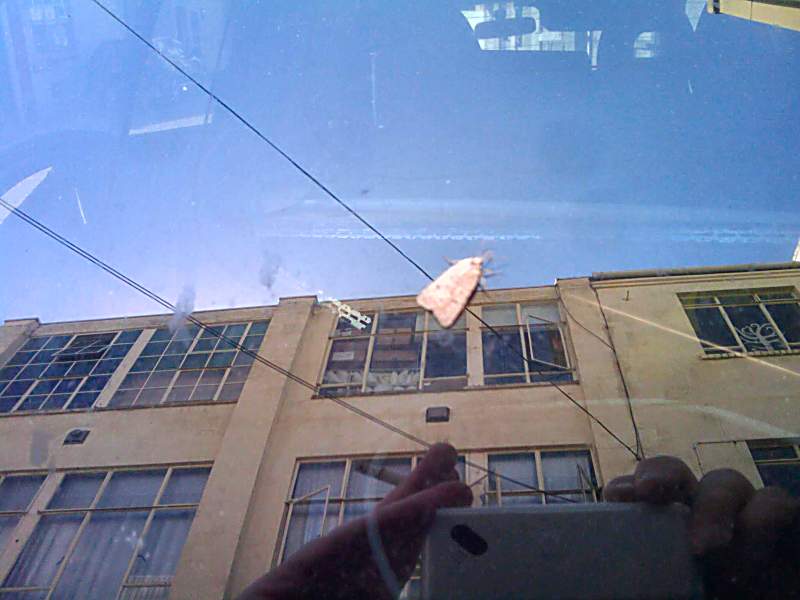 moth on a car windscreen