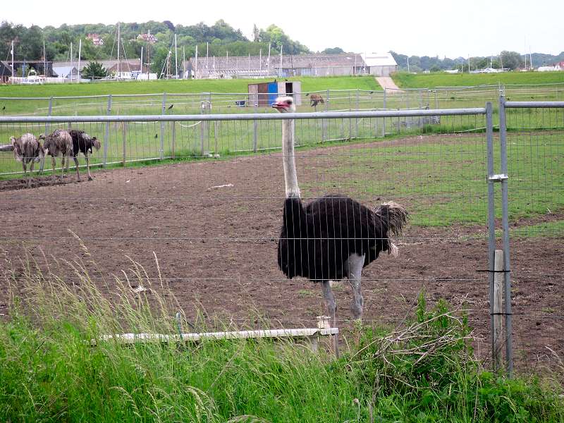 Ostrich farm near Rye