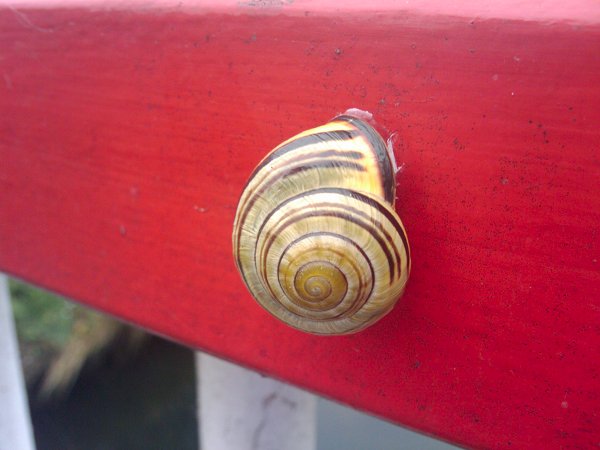 garden snail with pointy spiral and yellow areas