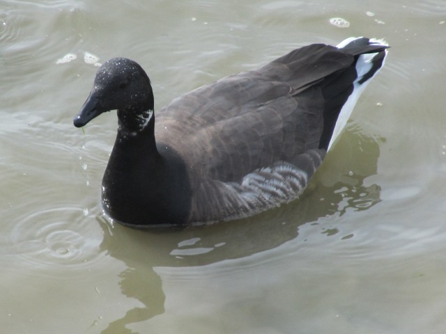 Brent Goose in the sea near Chalkwell