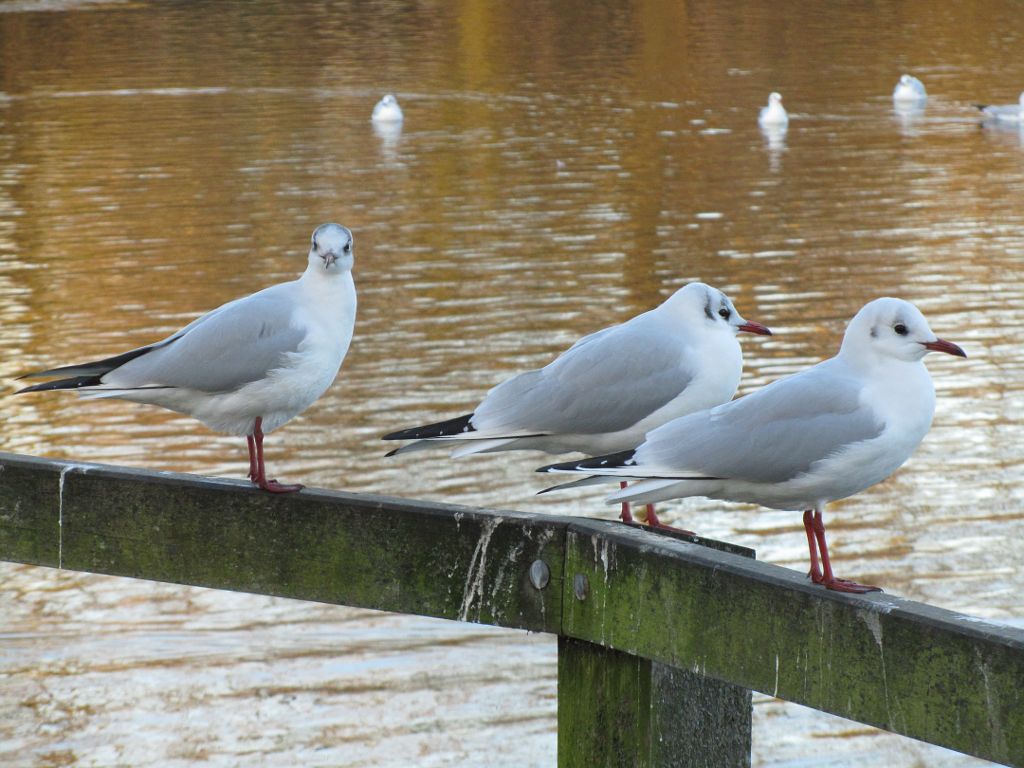 gulls lined up on a fence