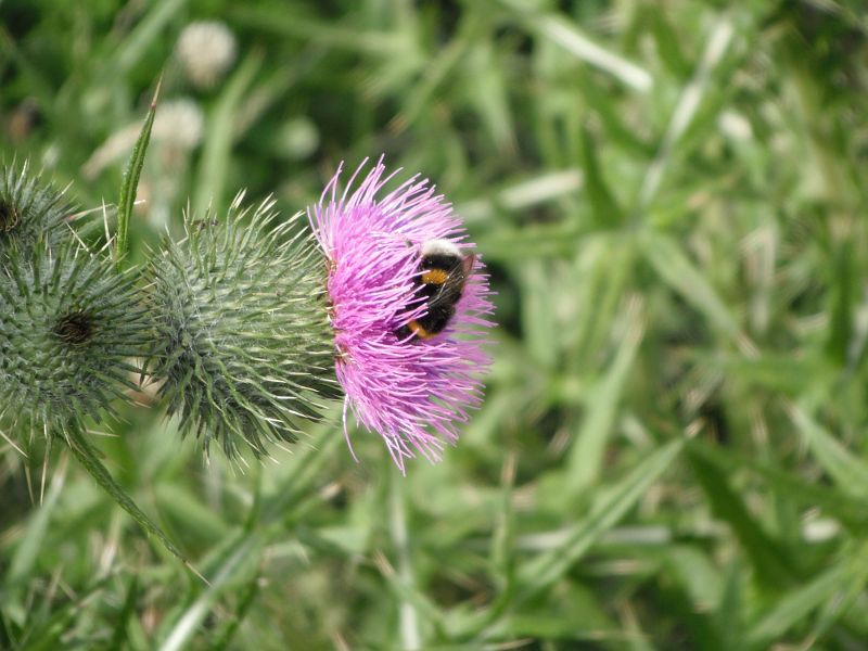 bee on a right angles thistle flower
