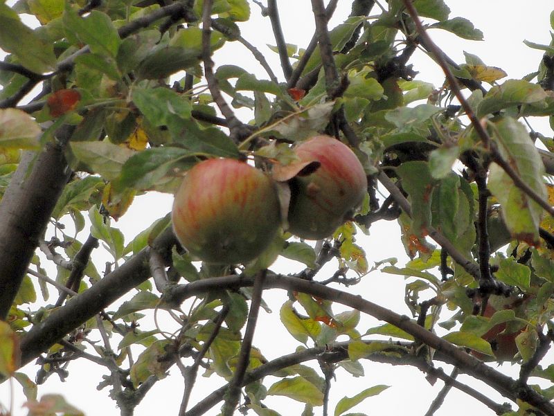 wet apples on a a tree