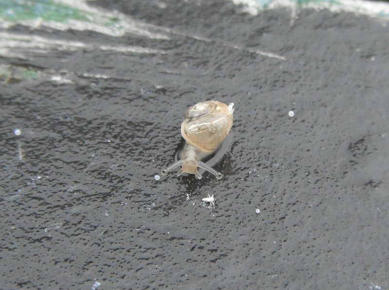 tiny snail