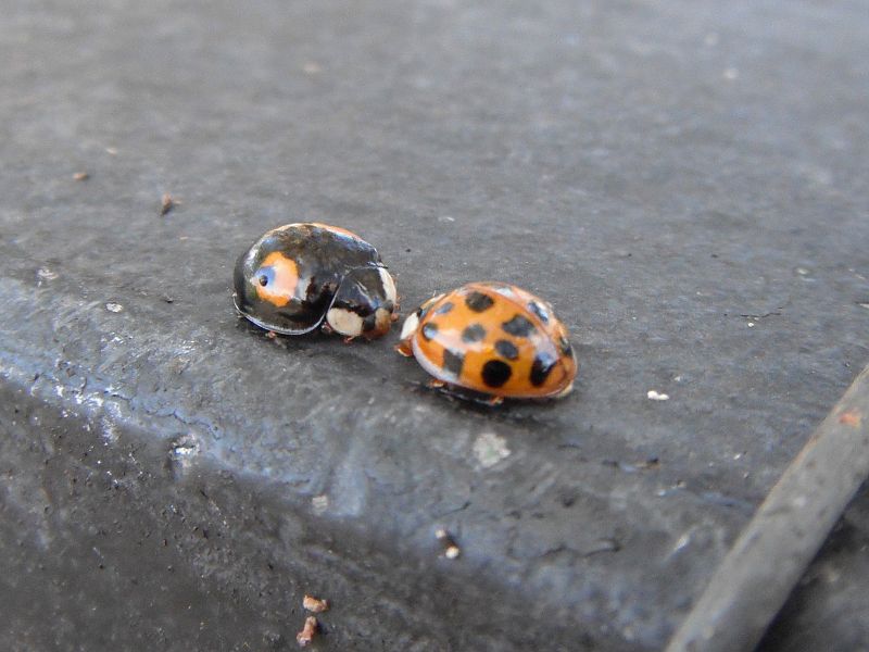 two asian ladybirds