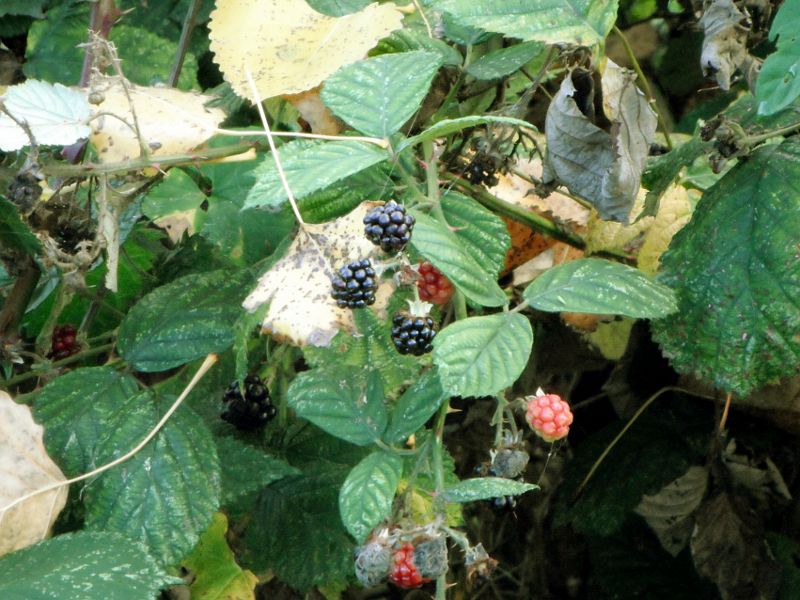 blackberries on 1st November