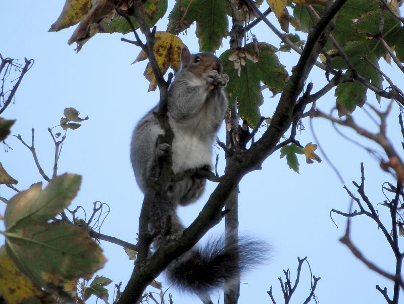 cute squirrel eating in a tree