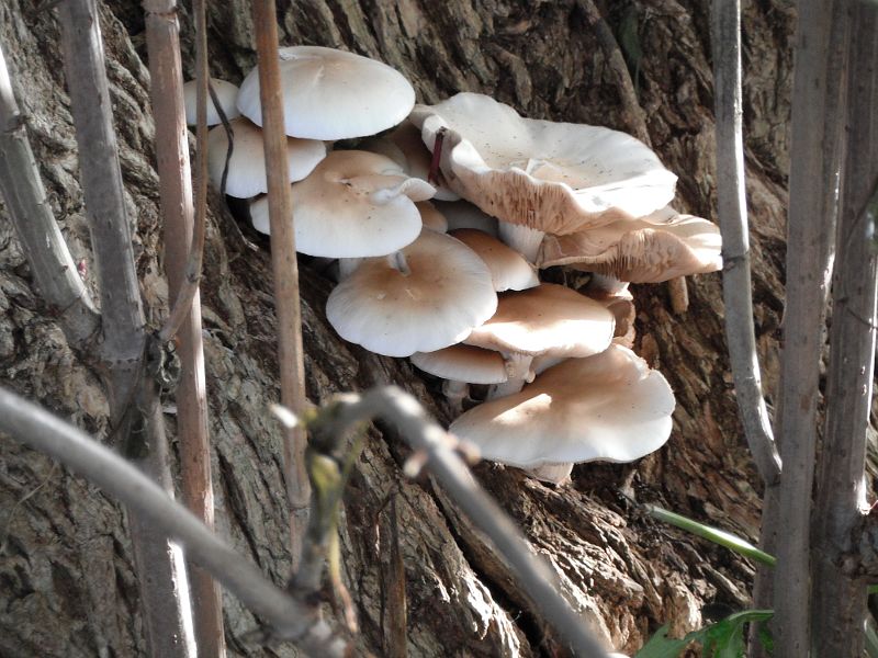 fungi growing from the bark of a tree