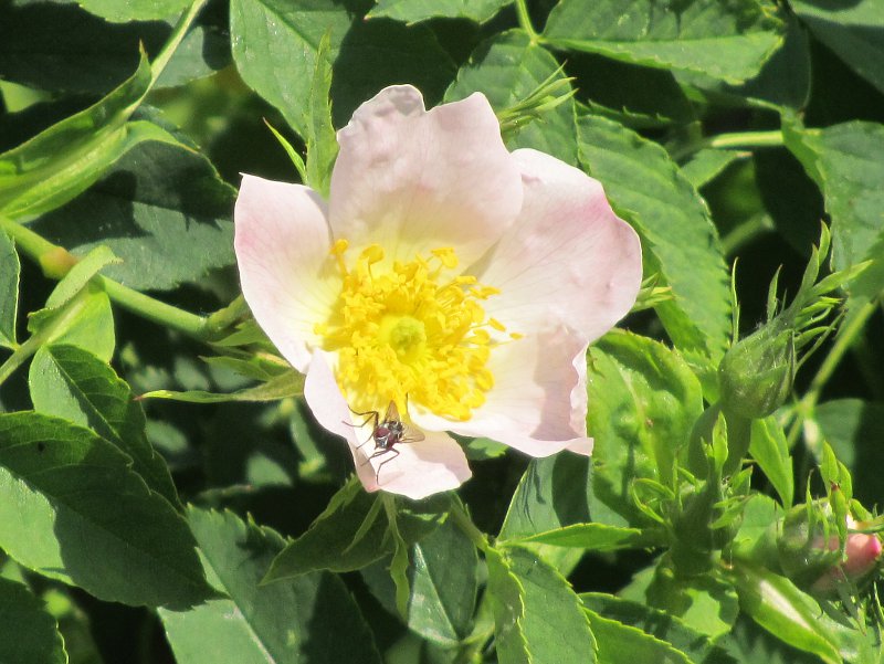 Dog rose bloom with fly