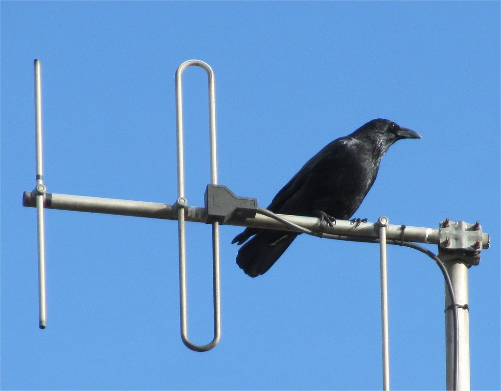 A crow on an aerial