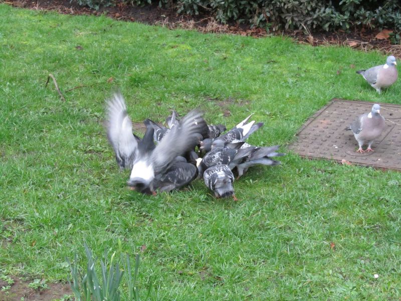 Pigeon feeding frenzy