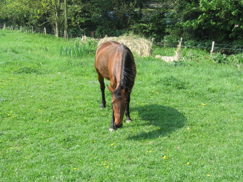 Horse near Eynsford