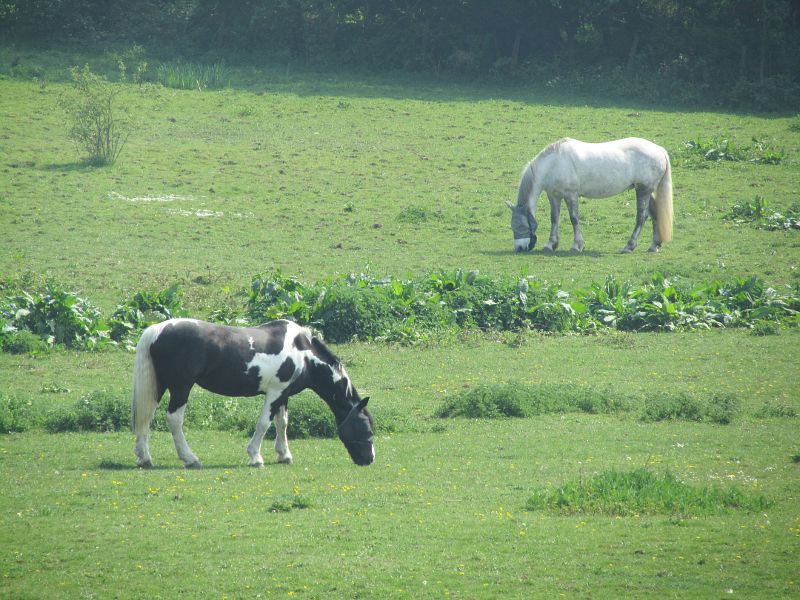 horses in a field near Castle farm, Shoreham