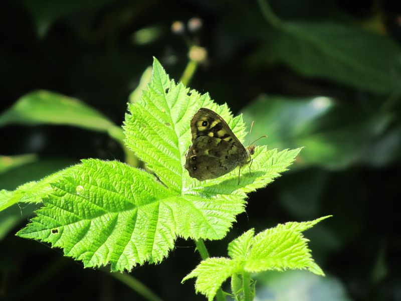 Unidentified butterfly on the Darenth Valley walk