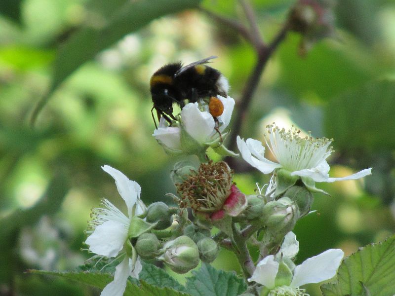 bee on a bramble flower