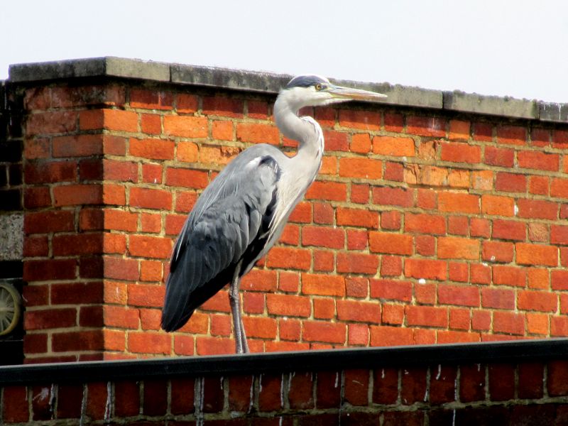 Heron posing on the roof of a building