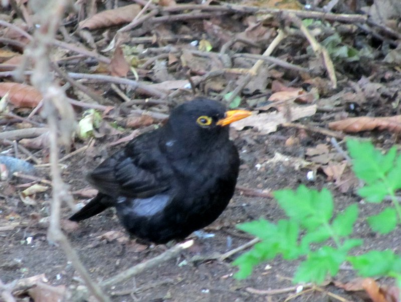 blackbird in the undergrowth