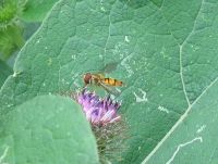 hoverfly or something on burdock flower