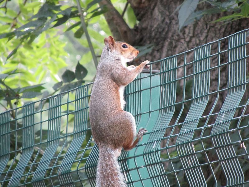 Squirrel climbing a fence