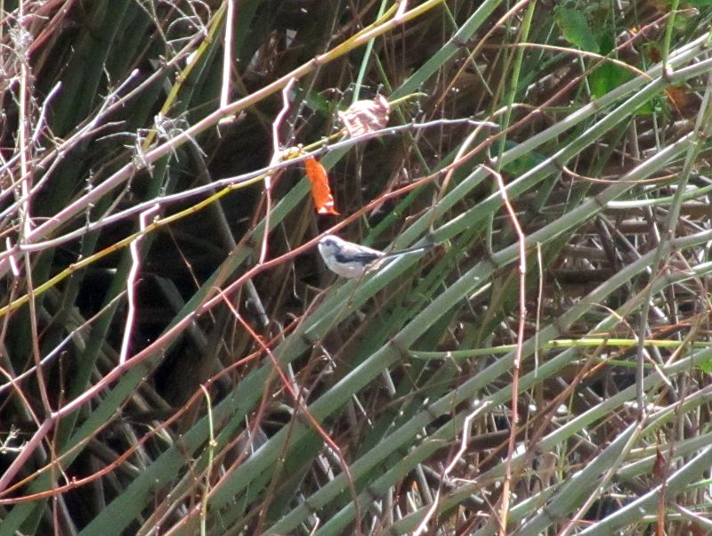small bird in riverside vegetation
