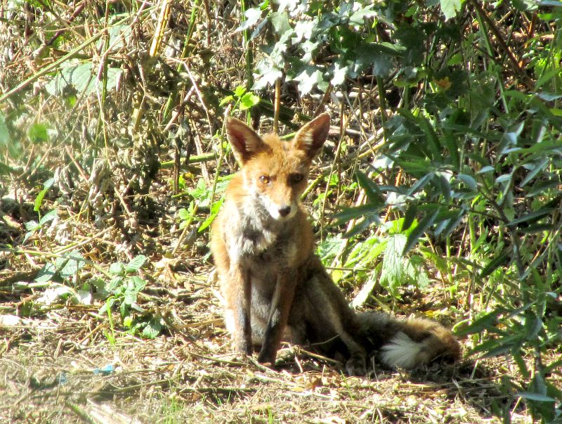 Fox on the banks of the River Wandle in Earlsfield