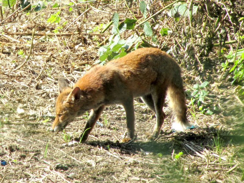 fox on the banks of the River Wandle in Earlsfield