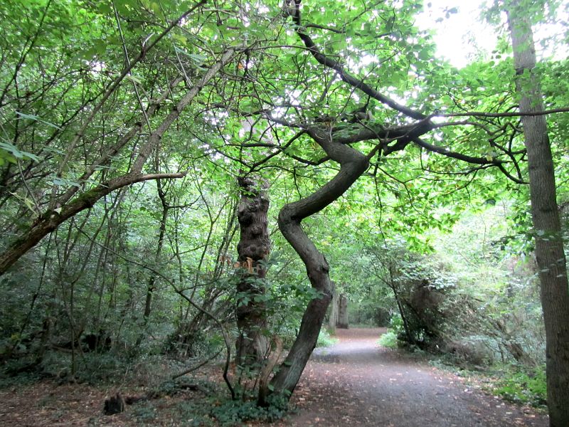 strange bent tree in Beckenham Place Park woods