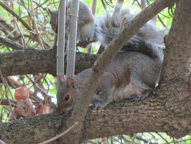 a mummy squirrel !