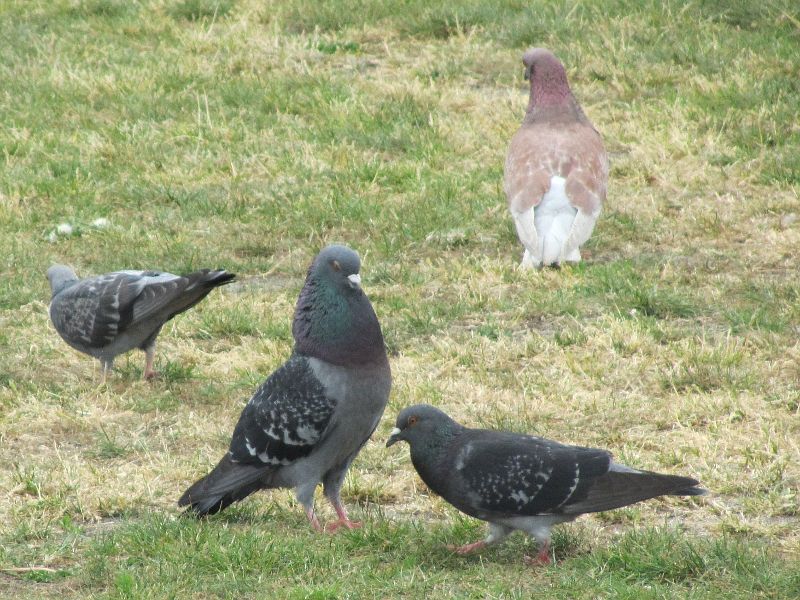 Randy cock pigeon