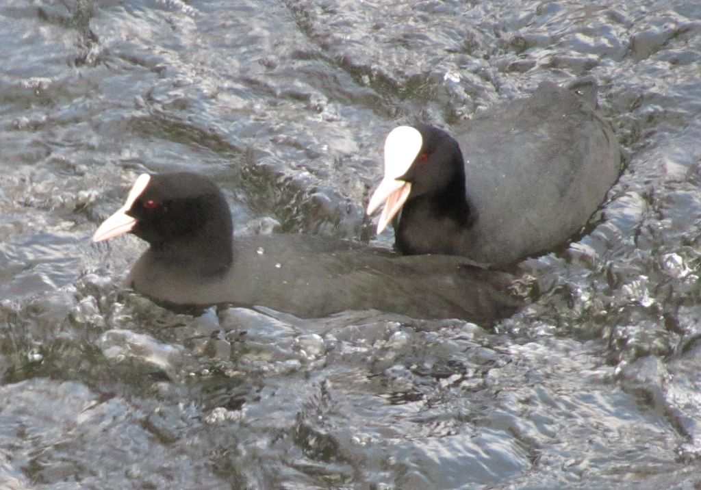 Two coots on the River Wandle, Earlsfield