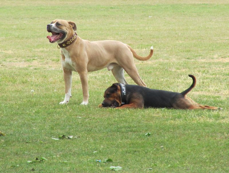 two dogs in the park
