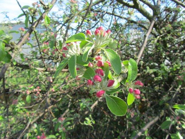 Crab apple tree coming into blossom