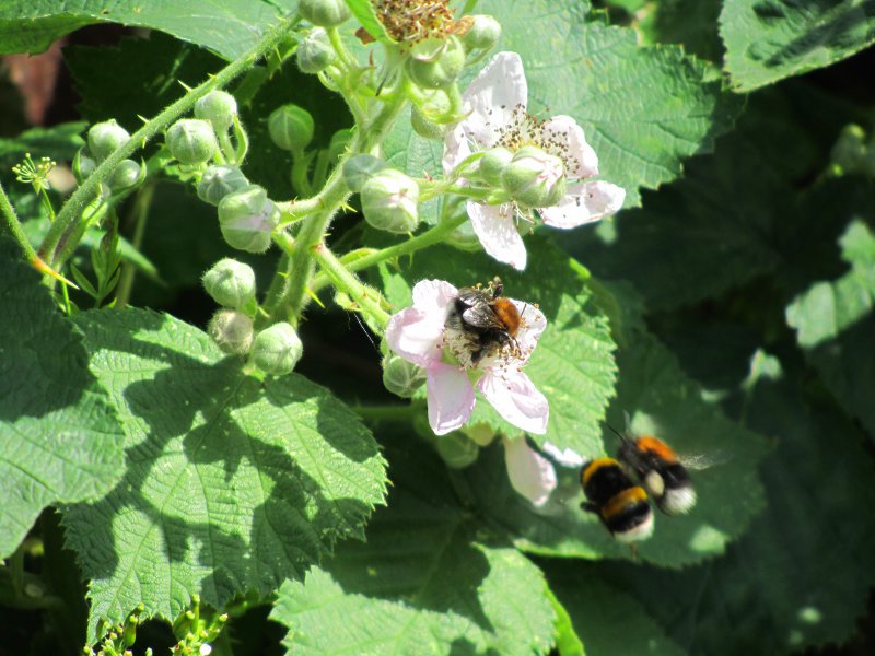 Bees on a blackberry flower