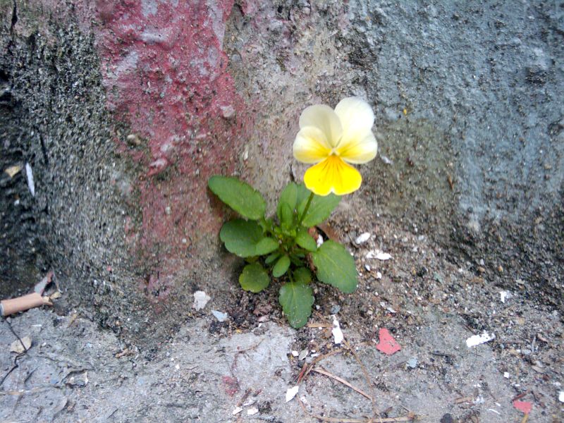A lonely flower