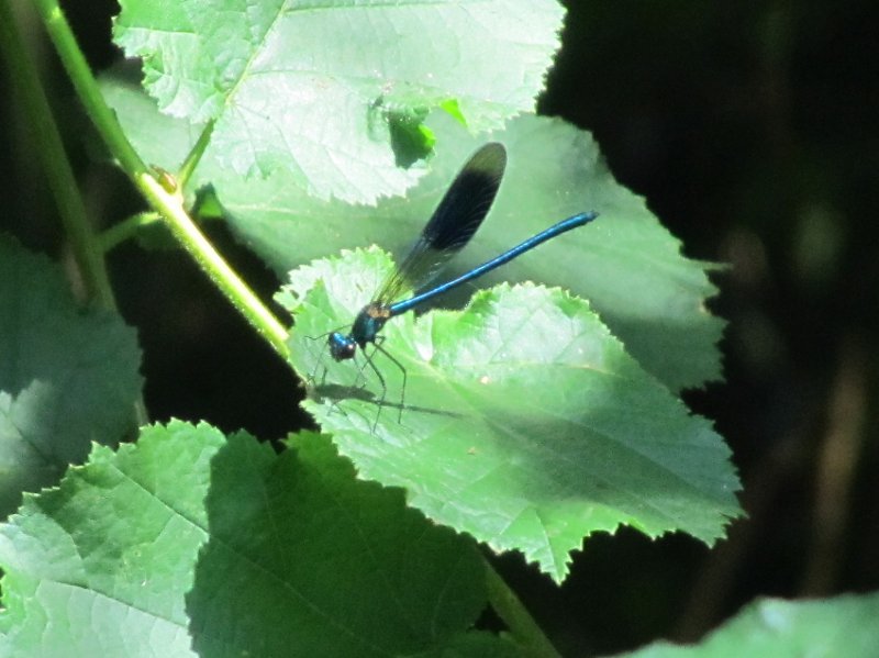 mayfly sitting on a leaf
